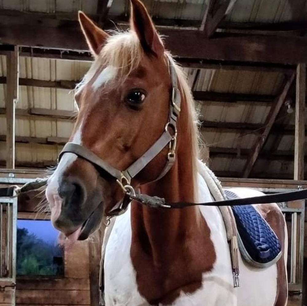 Meet your Posher, Josh